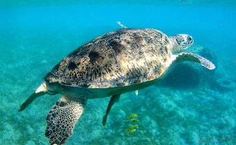 4K akční kamera Rollei ActionCam 350 - 10