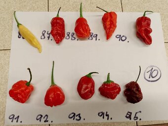 Semínka chilli papriček - zdarma - 10