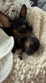 Pražský krysařík - mini - 10