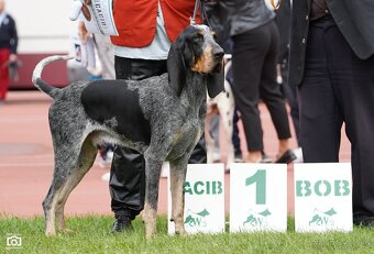 Velký gaskonský pes s PP FCI jako bracco italiano bloodhound - 10