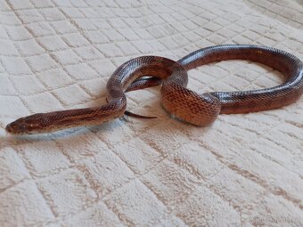 Užovky červené, krajta královská - 10