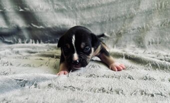 American Bully Pocket- Standart - 10