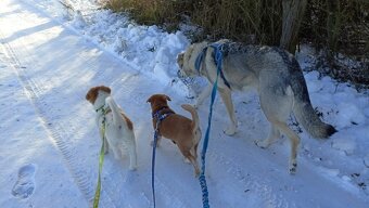 Kanaánský pes štěně s PP - 10