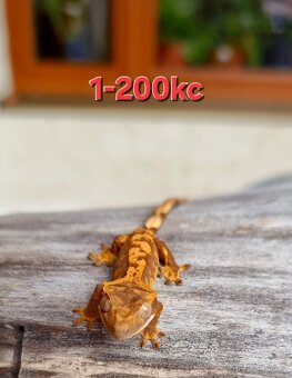Pagekon řasnatý - 10