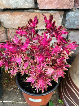 Africké kopřivy - 10