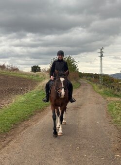 Líbivá 6-letá klisna - do konce roku cena dohodou - 10