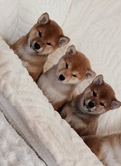 Shiba inu - 10