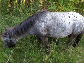 Prodám pony klisnu - včetně vybavení - 10