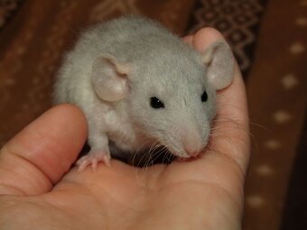 Dumbo, rex - mláďata potkánků s výpisem předků - 10