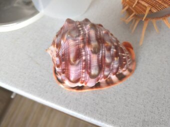 Mušle, fosilie - 10