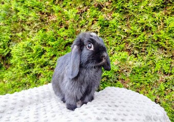 Zakrslý beránek, králíček, králík - ELLA - 10