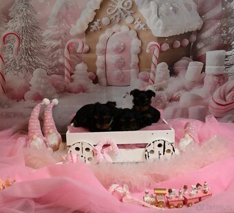 Jorkšírský teriér s PP - 10