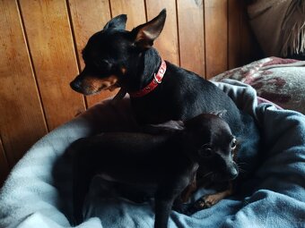 Pražský krysařík - štěňátka - 10