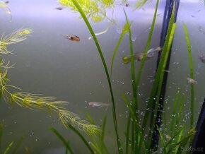 Paví očka, gupky, Poecilia reticulata
, Vsetín - 10