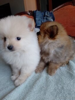 Pomeranian špic - 10