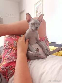 Kanadský sphynx - 10