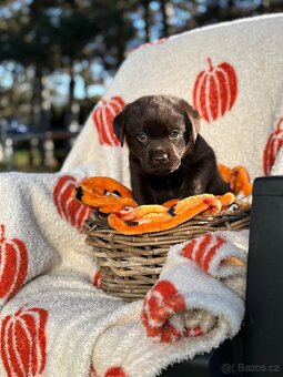 Labradorský retrívr s PP- kluci čokoládová - 10