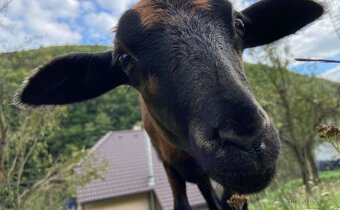 Kamerunska jehnička - 10