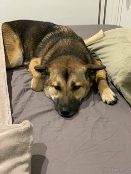 Daruji roční fenku - 10