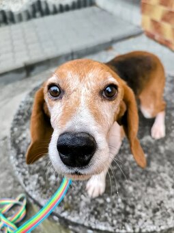 ADOPTUJ PIŠTU - ADOPTUJ VÍTR - 10