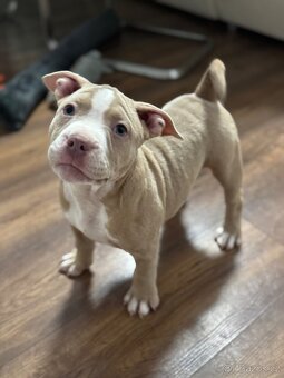 American Bully Classic standard - 10