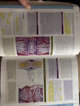 Junqueirovy základy histologie - 10