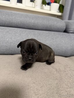 Francouzský buldoček - 10