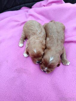 Cavapo, kavapo, cavapoo - 10