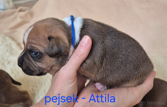 Stafordšírský bulteriér s pp - 10