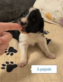 Border kolie bez PP - 10