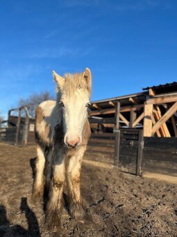 Irsky cob hrebecek - 10