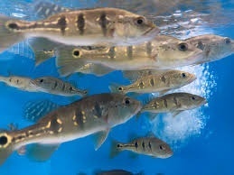 arapaima gigas+mix - 10