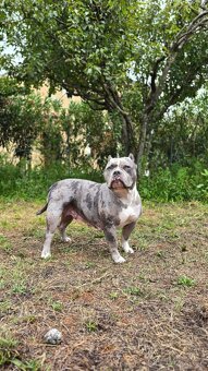 American Bully - pocket x standart - otec šampion - 10