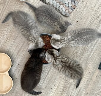 Britská koťata Whiskas - 10