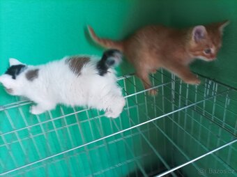 Koťata - 10