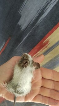 osmáčata osmák degu, myšáci - 10