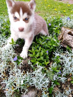 Sibirsky husky - 10