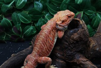 Agama vousatá - Coral - 10