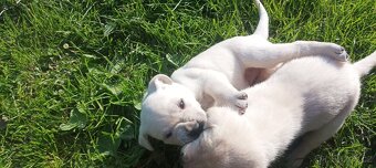 Štěňata labradora - 10
