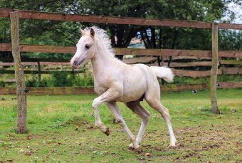 Luxusní welsh moutain pony - 10