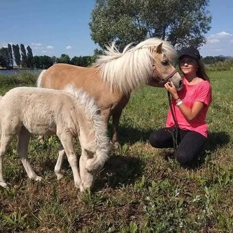Připouštění plemenným hřebcem amerického minihorse - 10