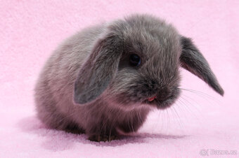 Mini beránek , kuní modrá samička s VP . - 10