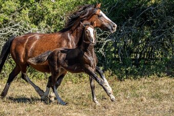 16-ti letá chovná klisna welsh pony sekce C - 10