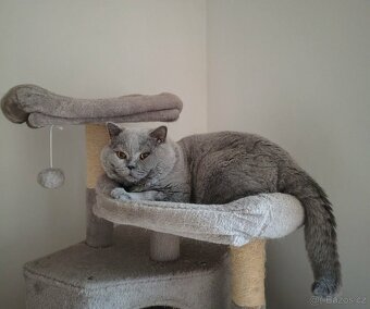 Britská koťátka - 10