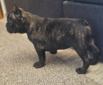 Francouzský buldoček - 10