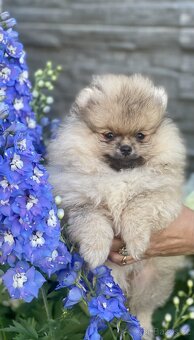 Nádherná štěňátka pomeraniana s PP - 10