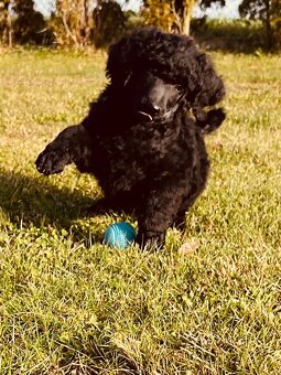 Pudl velký královský s PP - 10