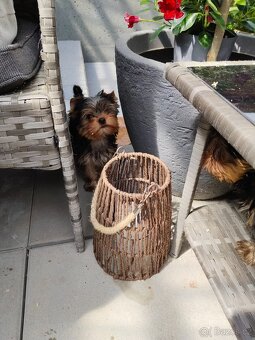 Yorkshire terrier, Jorkšírský teriér PP FCI - 10