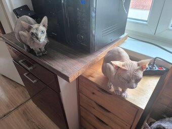 Sphynx koťata - 10