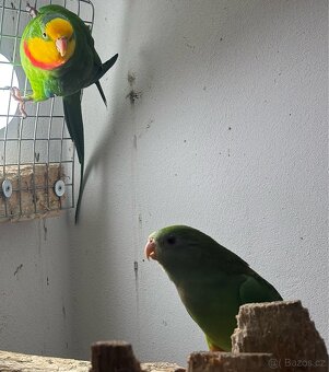 Pár papoušek nádherný - 10